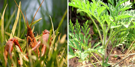 外来物种入侵影响几何 生物
