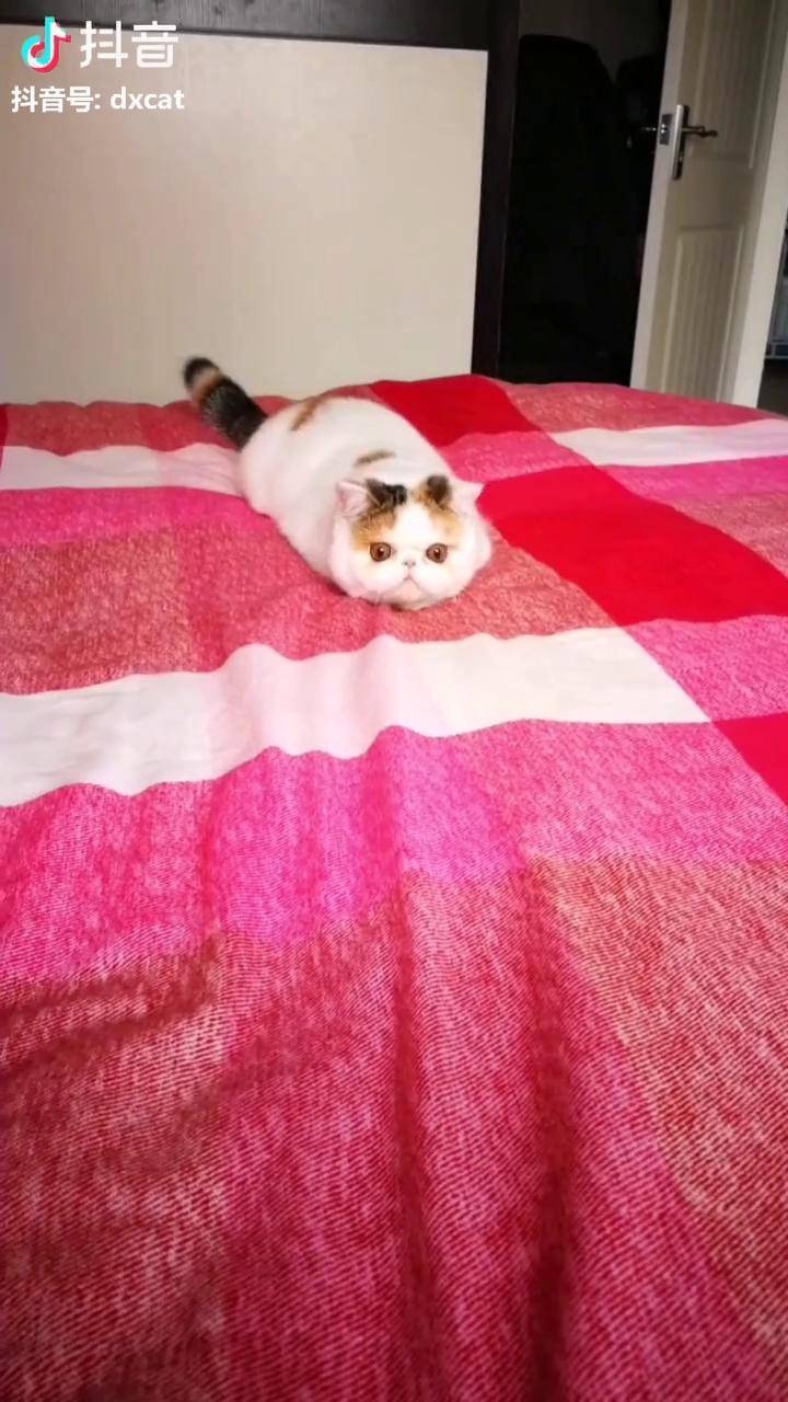 猫猫抖音_抖音猫咪说话_抖音说的猫咪是什么