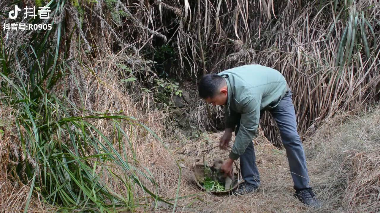 中华田园犬带小奶狗去摘野菜我快被这只帅狗撩到了