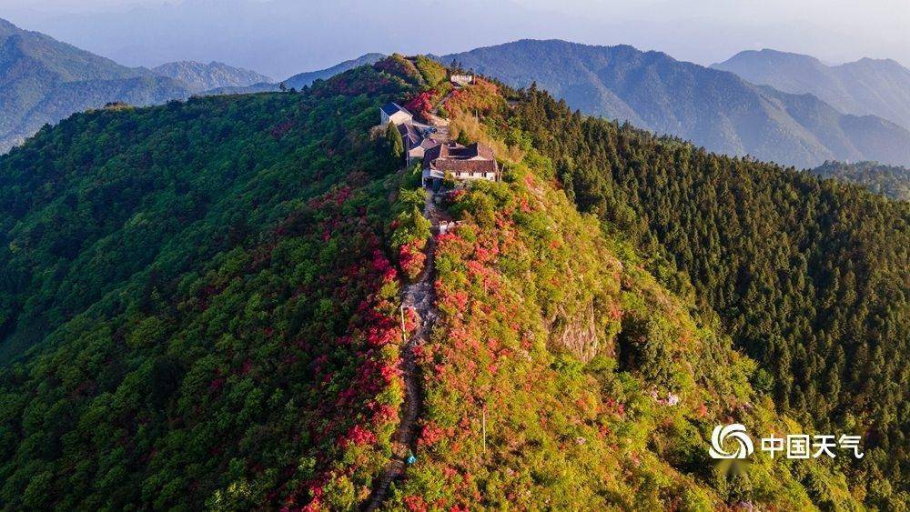 浙江庆元龙头山杜鹃花艳红似火