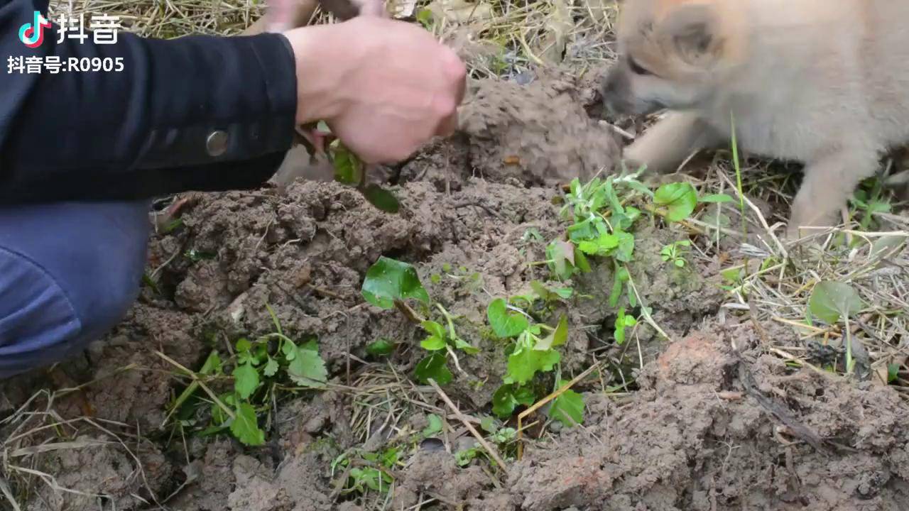 挖野菜田园犬跑的好欢脱这才是狗狗该有的生活方式中华田园犬
