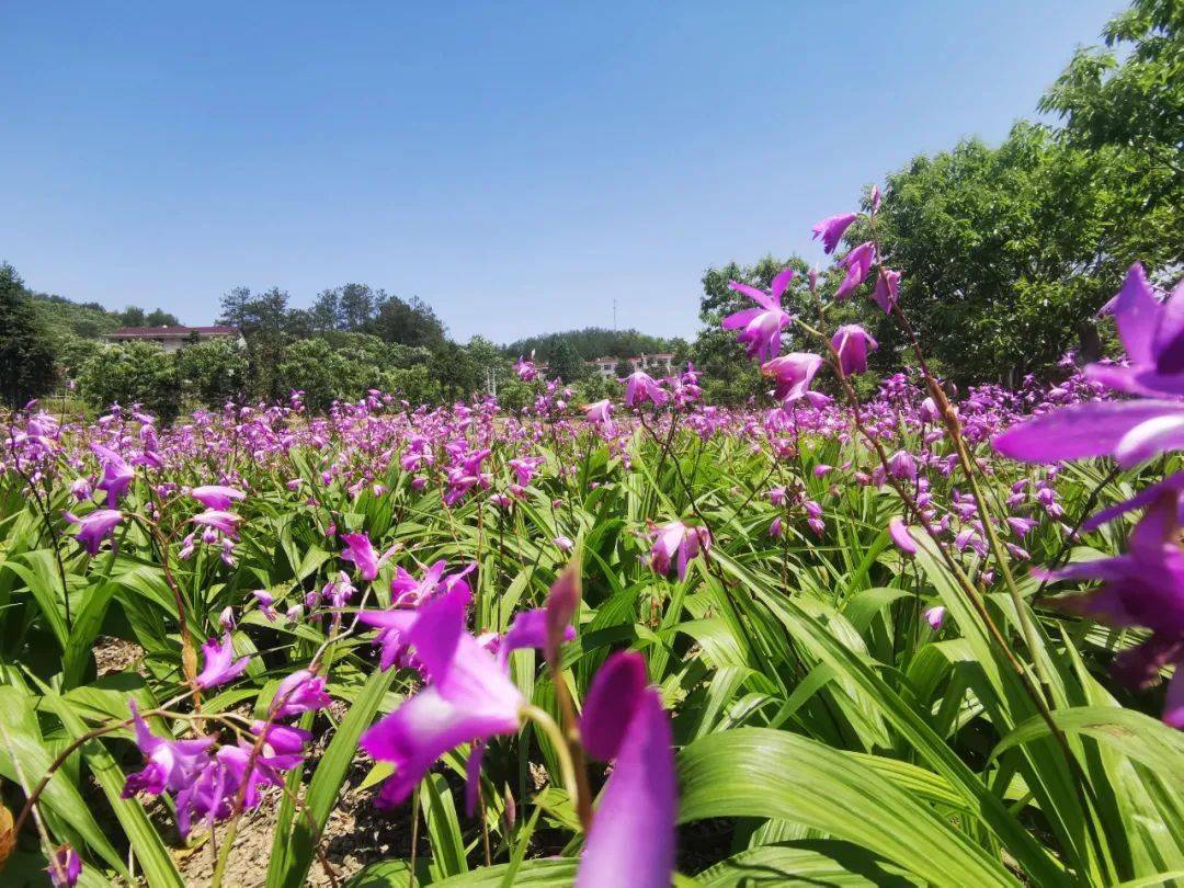 门票免费送!来宜春这里打卡玫瑰花海 卡通玩偶游园会!
