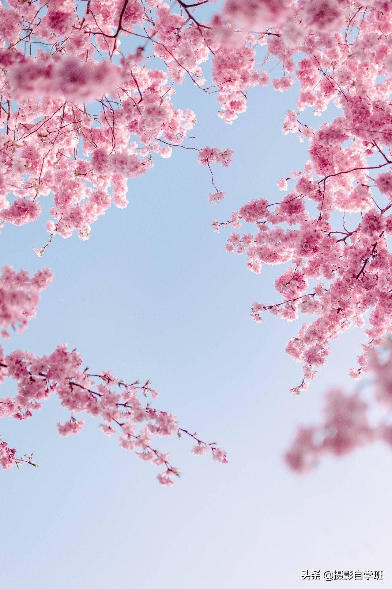 拍花需要的4大核心要素 掌握它们 让你拍的花朵照片更好看 画面 拍花需要的4大核心要素 掌握它们 让你拍的花朵照片更好看 画面