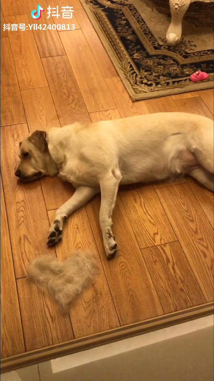 拉布拉多掉毛除了勤打理勤梳理目前还没想到好办法咖啡