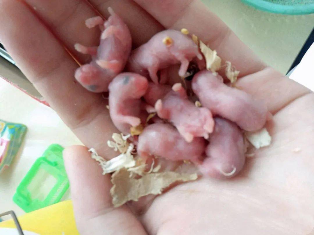 刚出生的仓鼠第一天图片