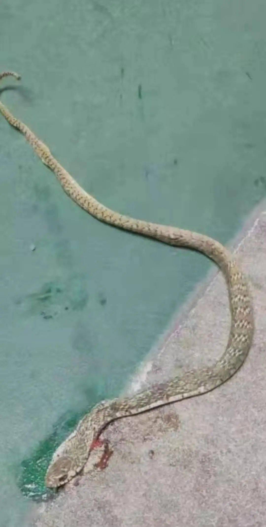 当心东莞多个小区有蛇出没这几个公园也要注意