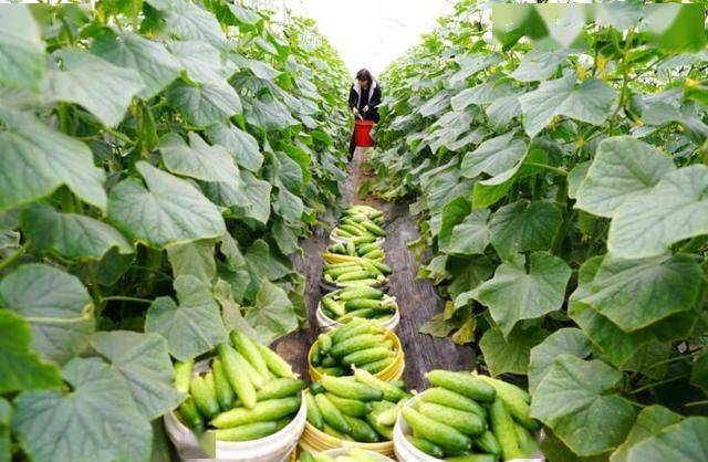 4月25日,在滦州市小马庄镇中晒甲坨村,菜农在大棚内采摘黄瓜.