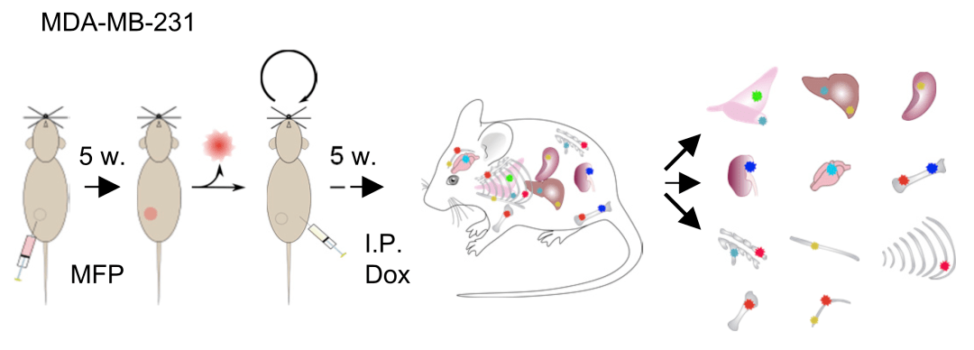 并把两种模型细胞分别移植到了裸鼠和c57bl/6小鼠的脂肪垫构建了小鼠