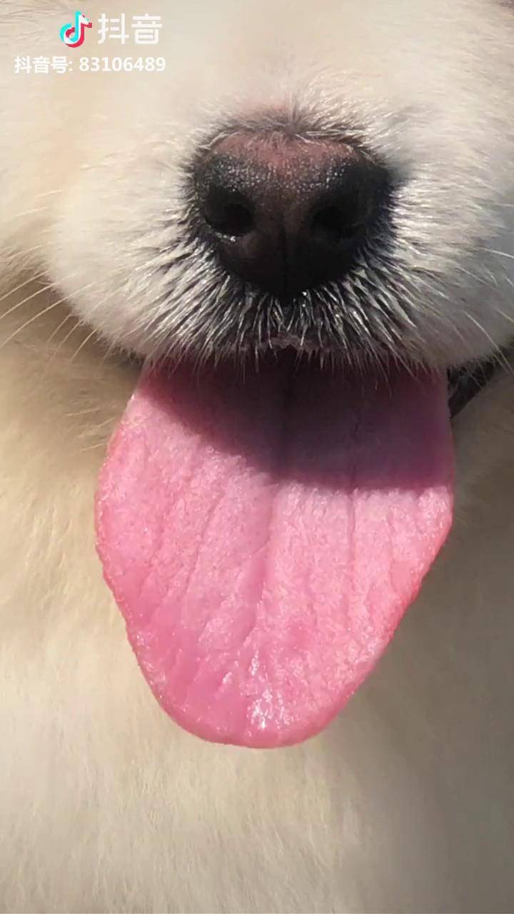 萌宠迷人性感的小舌头这狗子好像要喝水