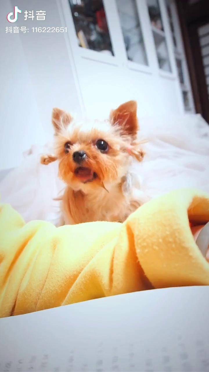 给你们看看我养的四脚吞金兽