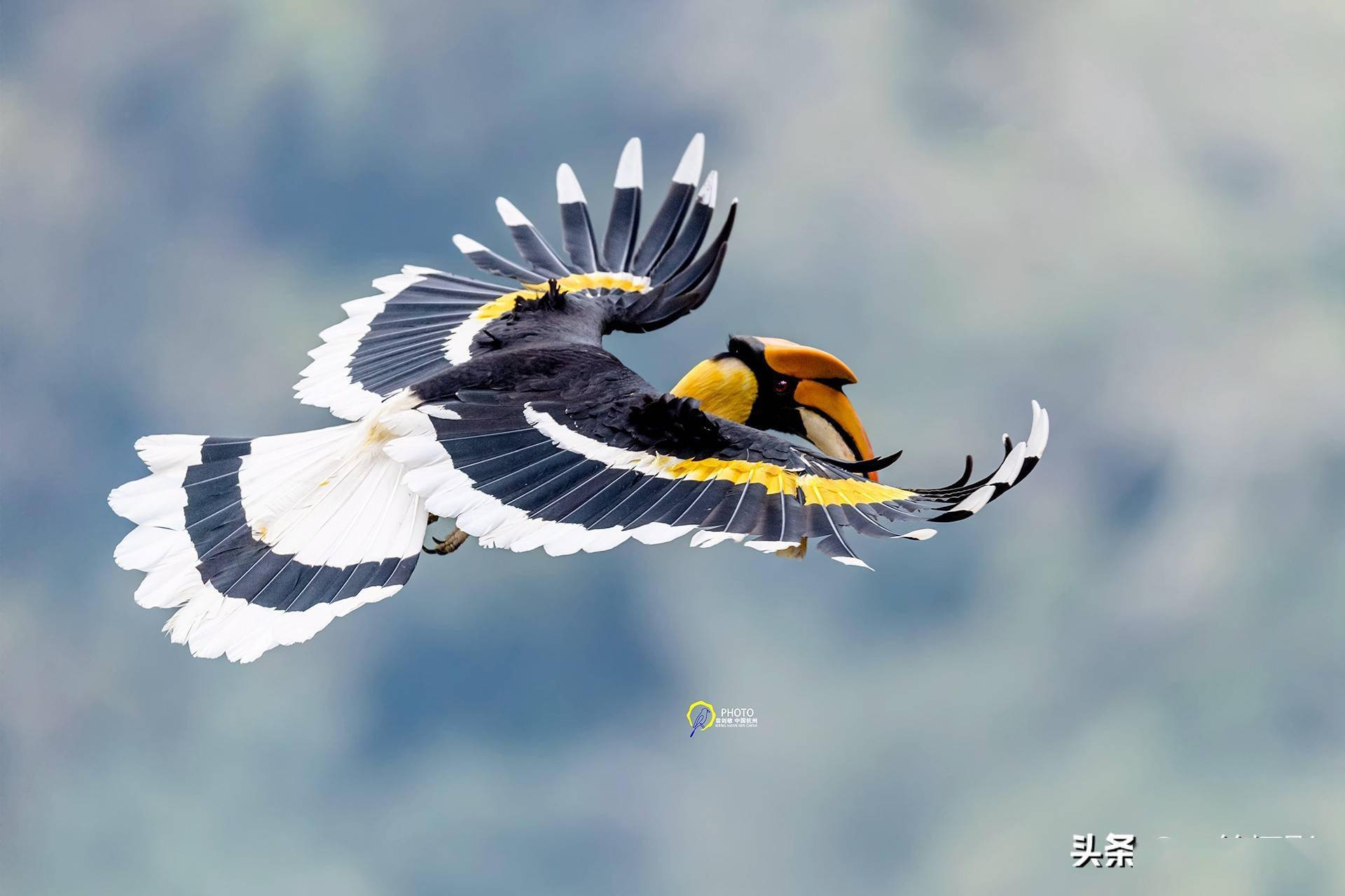 飞翔的双角犀鸟杭州翁剑敏摄影