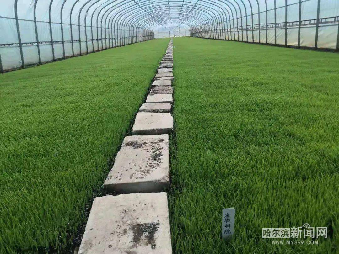 稻乡五常水稻种植技术活儿秧苗长得齐又壮