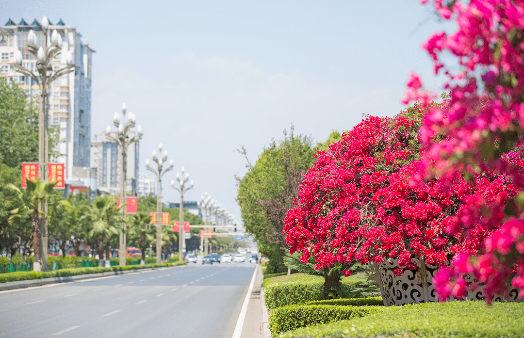 市花展风采!17万株三角梅花开似锦 扮靓月城_西昌