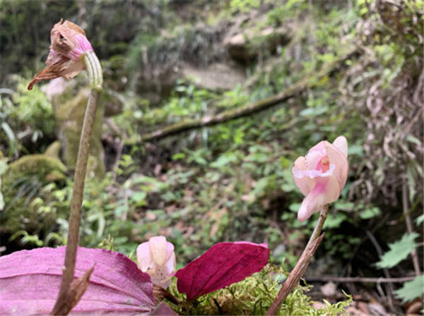 唐家河保护区植物新记录 独花兰 顾小林