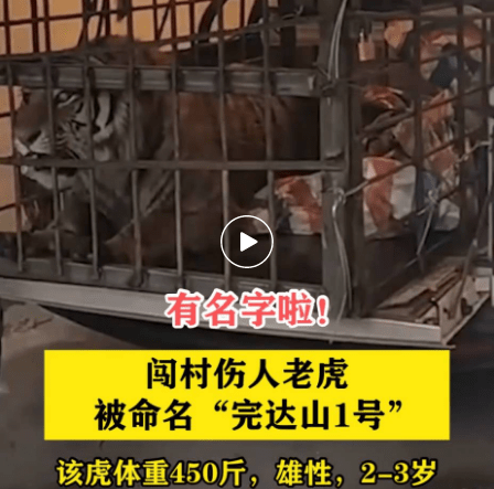 闯村伤人老虎被命名完达山1号:体重450斤,雄性2-3岁