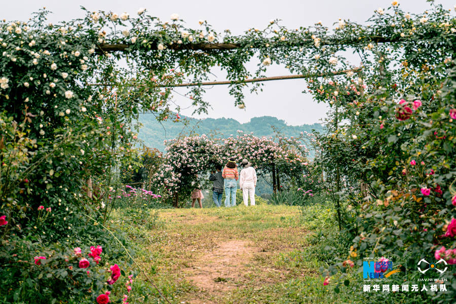 在这生机盎然的春天里,重庆洛莎玫瑰园内的玫瑰花正悄然绽放,上千种