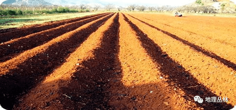 地理探究何为垄作葡萄为什么要顺坡垄作