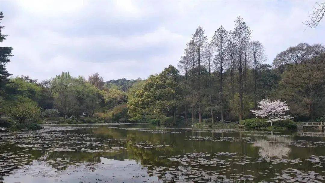 78元搶杭州植物園神農識百草研學活動聆聽植物的故事或報名週末西溪