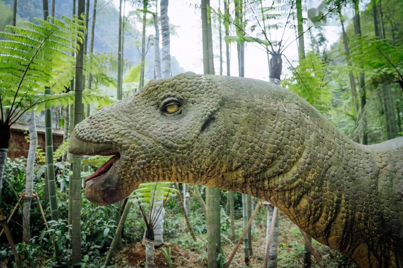 中国的侏罗纪公园:贵州梭罗自然保护区,带你来到远古时代_景点