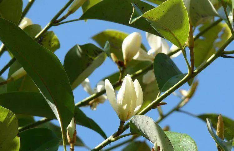 醉香含笑的养植方法和注意事项