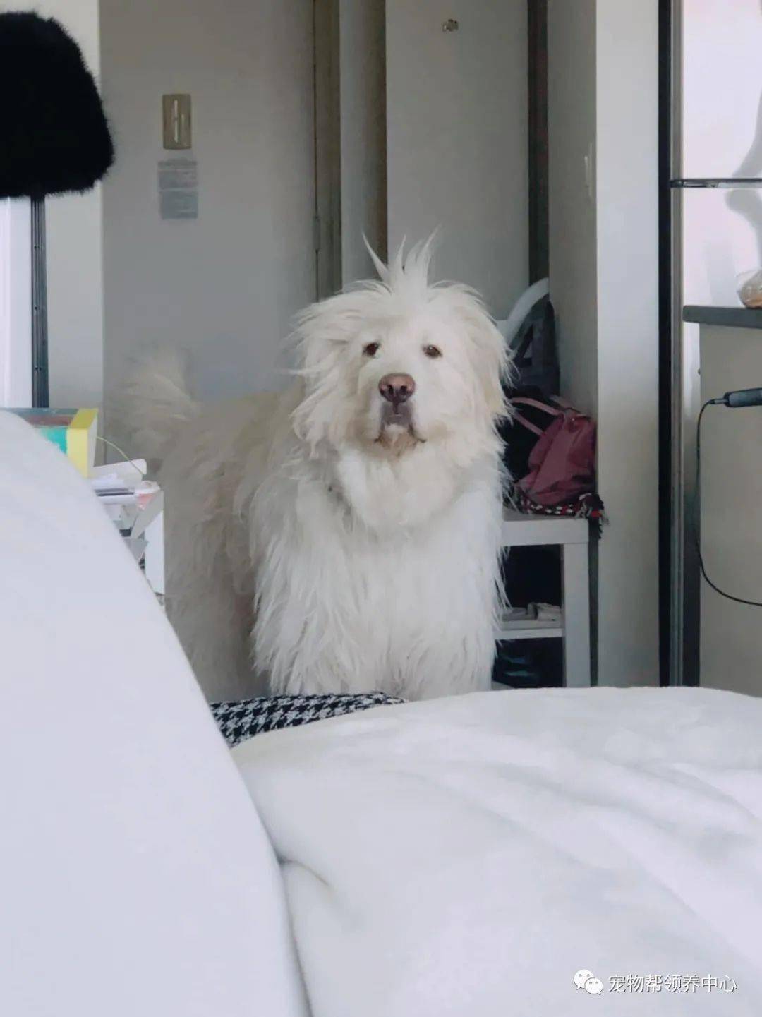 狗狗顶着鸡窝头睡眼朦胧的跑出来像极了没睡醒的自己