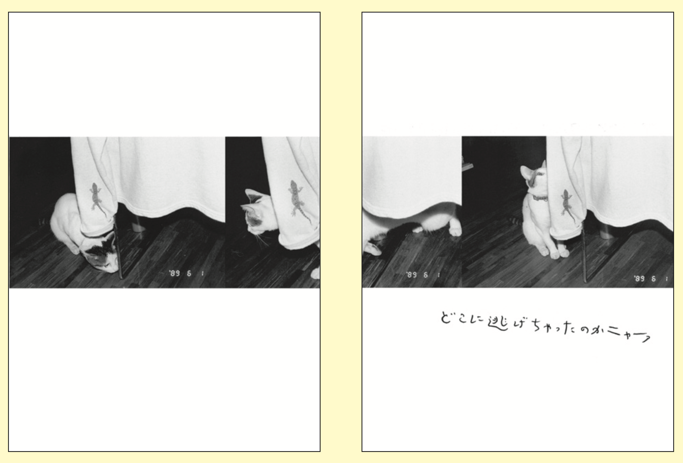 荒木经惟镜头下的猫孤独细腻与温柔