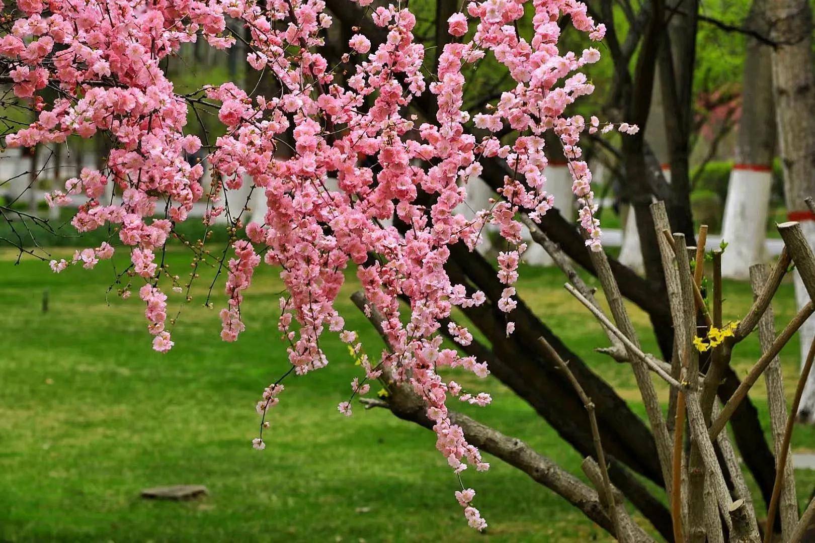 西宁人民公园春天的美景既是一首诗,也是一幅画,公园内空气清新