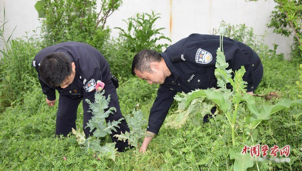 为进一步加强群众禁毒意识,有效打击毒品原植物种植,彻底铲除毒品隐患