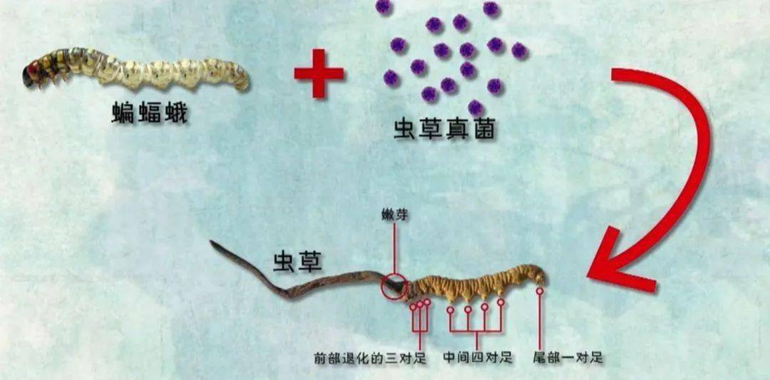 如果你爱自己的父母 千万不要给他们买冬虫夏草 现代科学