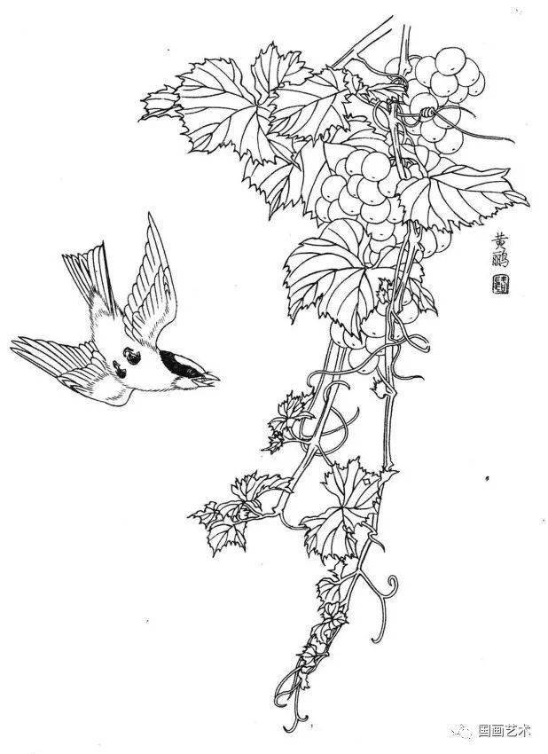 花鳥魚蟲白描畫譜分享_禽鳥