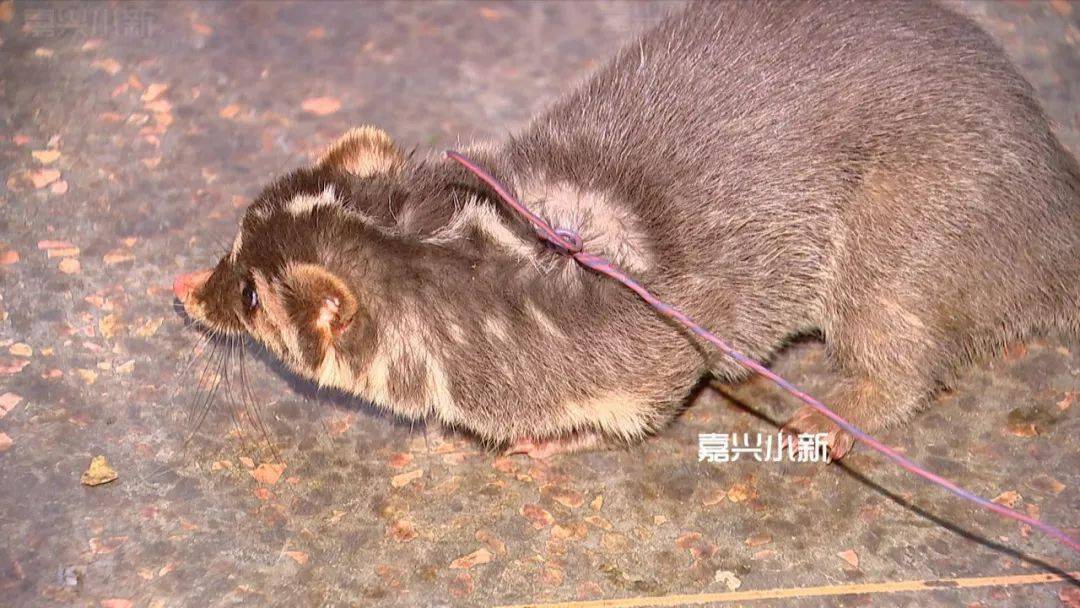 梦境迷踪，解读梦见黄鼠狼的深层寓意