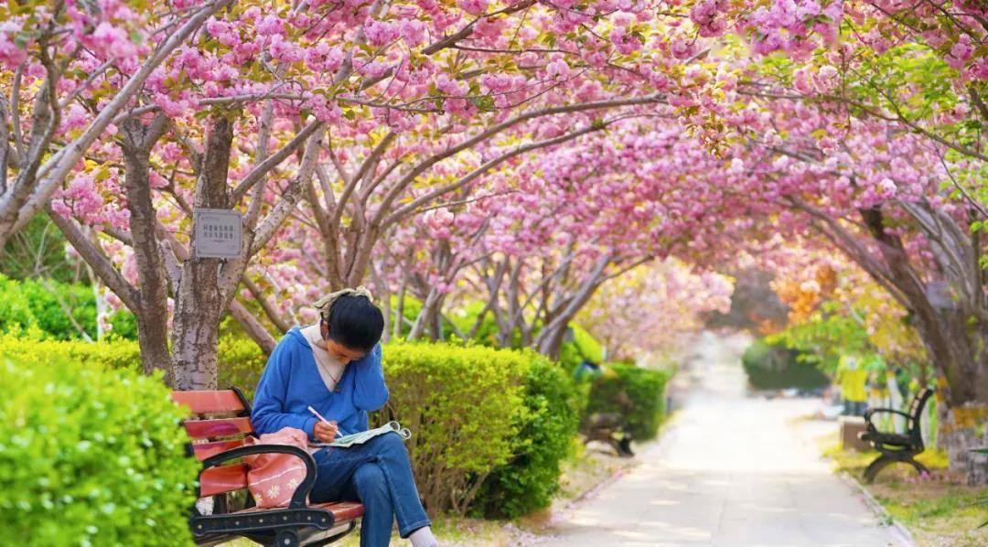 潍坊科技学院校花图片