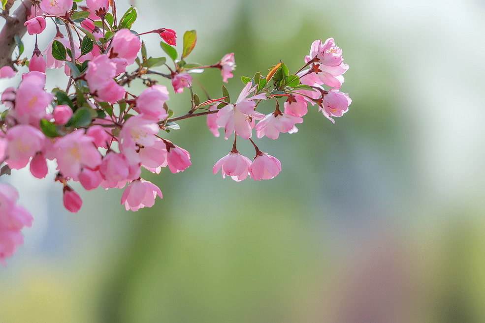 自由自在的花 28aac84ca23a44a39e43463ba7870048.png