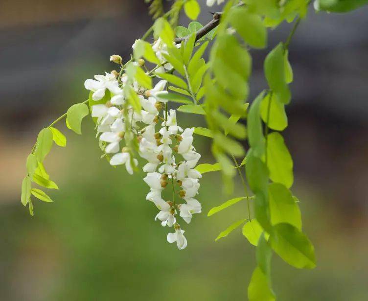 國畫槐花鑑賞槐花香槐花美