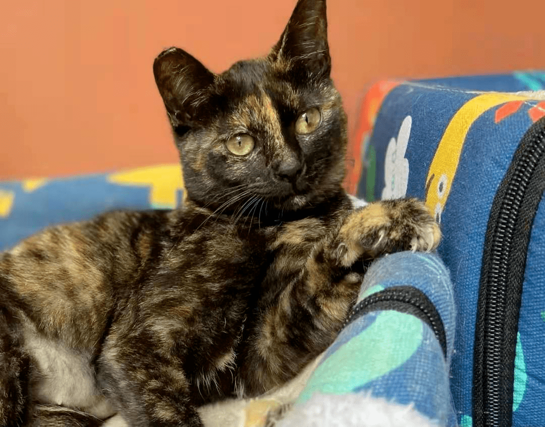 2021猫在一起丨街猫摄影大赛