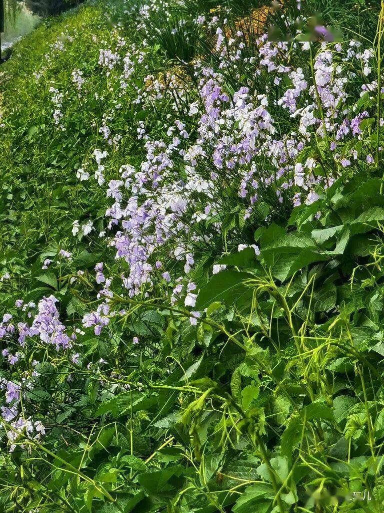 水边的二月兰 诸葛菜