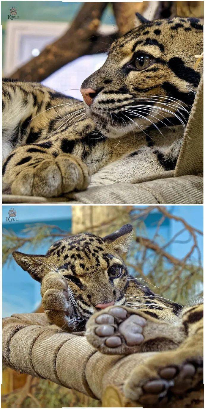 云豹金猫长尾虎猫