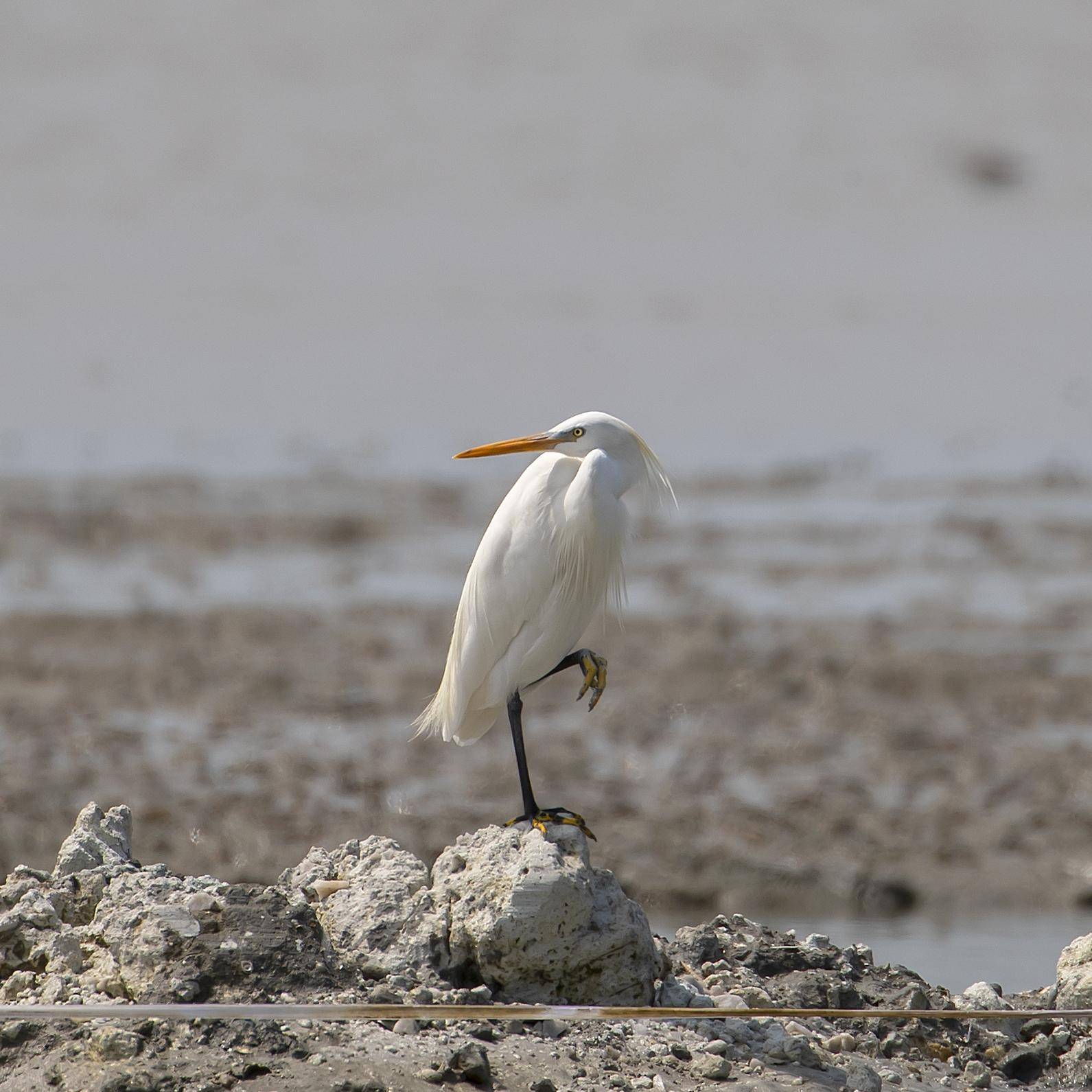 茂名首次拍到黄嘴白鹭,系国家一级保护野生动物