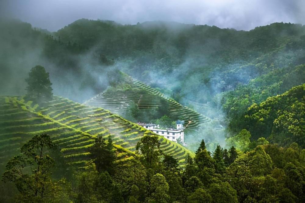 「乡村振兴第一线」万亩茶田打造文创茶林综合生态园