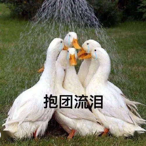 41692a29dd0c4838bd1e5411651345fb.jpeg