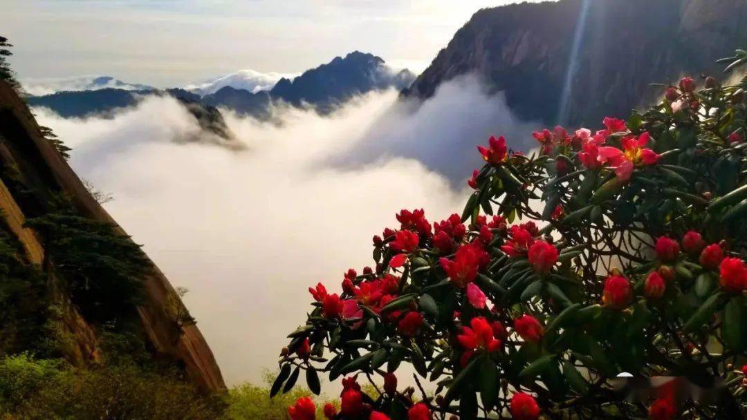 "五一"假期黄山旅游实用攻略!_黄山风景区