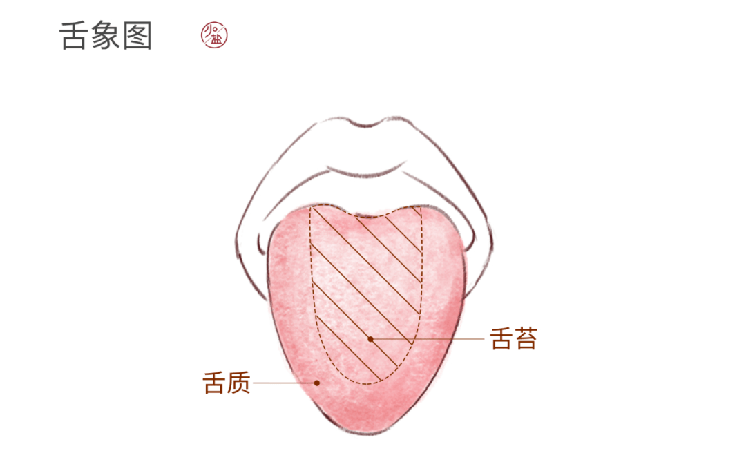  舌頭分為幾部分_舌頭分為幾種圖片