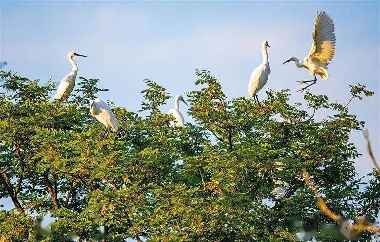 请给白鹭留一个家 安康这片白鹭繁殖地面临困境 皮勇维