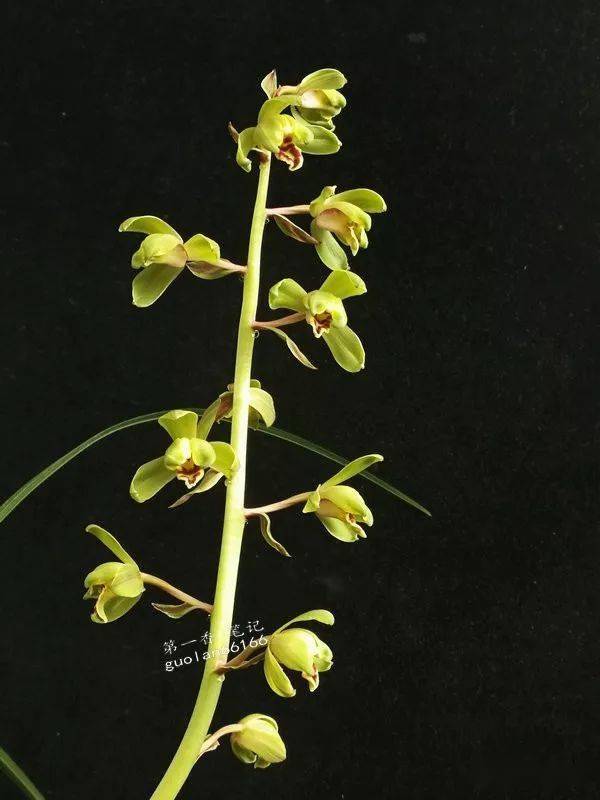 花开欣赏0277让人可期的蕙兰老染字