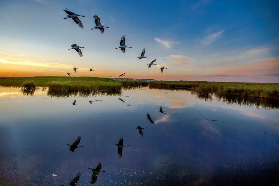 环境日丨生物多样性保护主题摄影作品展三