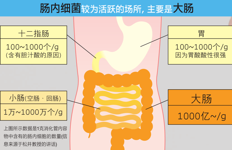 大肠包括哪些图片