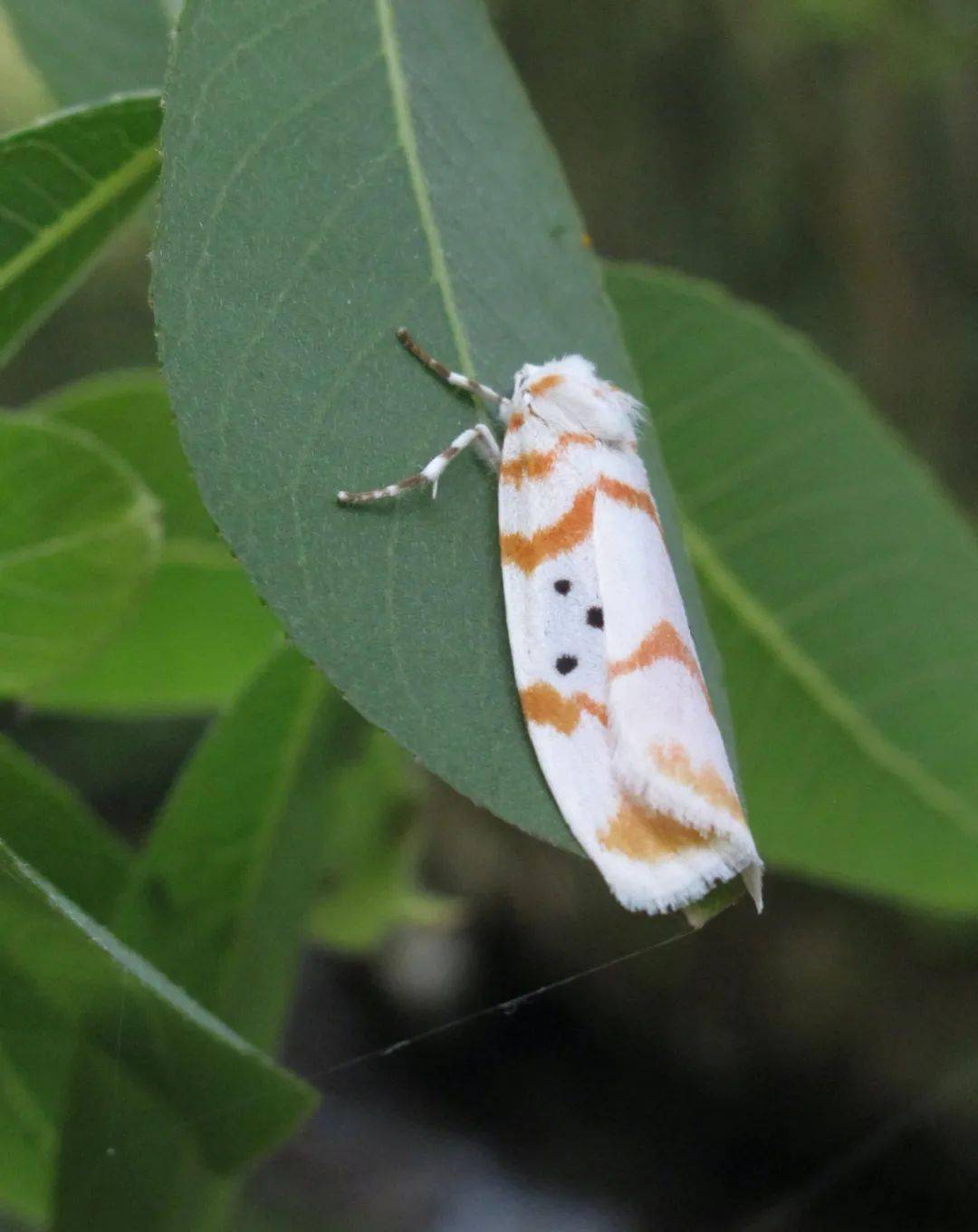 刚羽化的鹿蛾正在交尾,下方的雌虫腹部粗大一种漂亮的红色螵虫,黑色