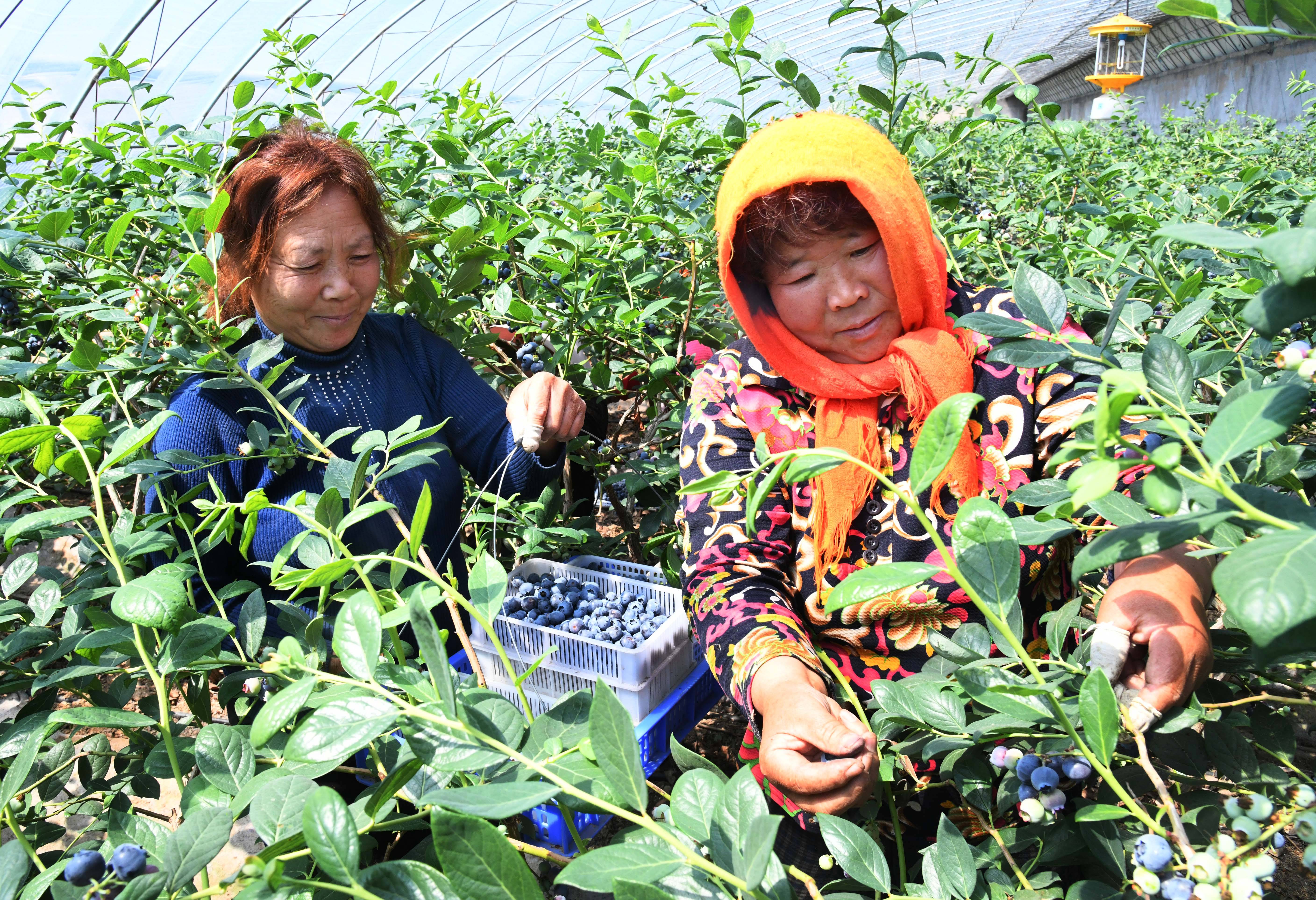 5月1日,青岛西海岸新区宝山镇肖家屯村的果农在大棚里采摘蓝莓.