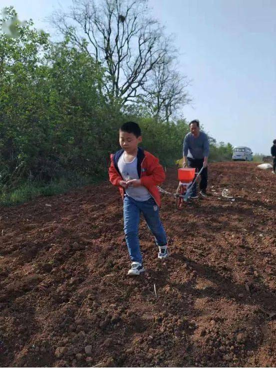 原创学生作文:《种花生》_播种机