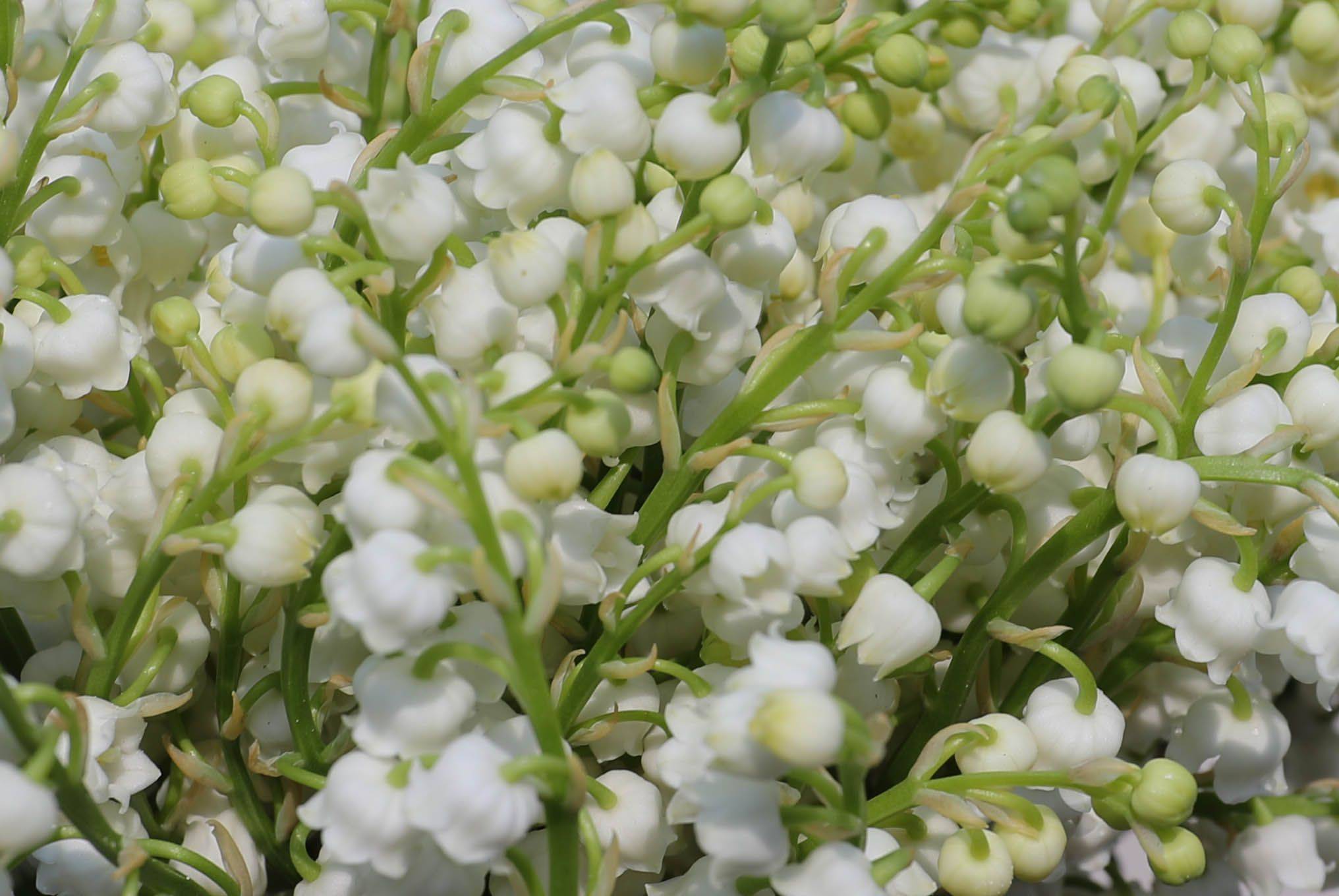 法国迎来铃兰节